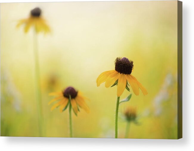 Flowers Acrylic Print featuring the photograph Fairytale by Kim Carpentier