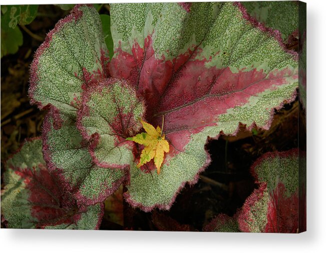 Fall Acrylic Print featuring the photograph Fall Begonia by Gregory Blank