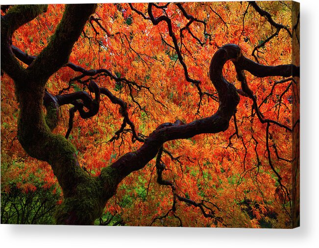 Trees Acrylic Print featuring the photograph Fall Chaos by Darren White