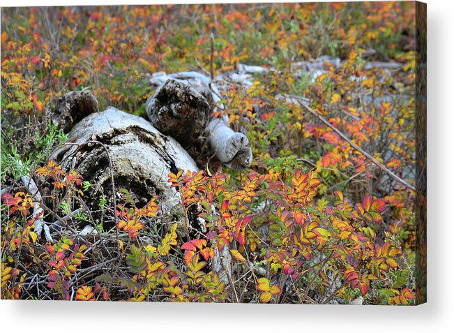 Art Acrylic Print featuring the photograph Fall Color on the Beach by Ronda Broatch