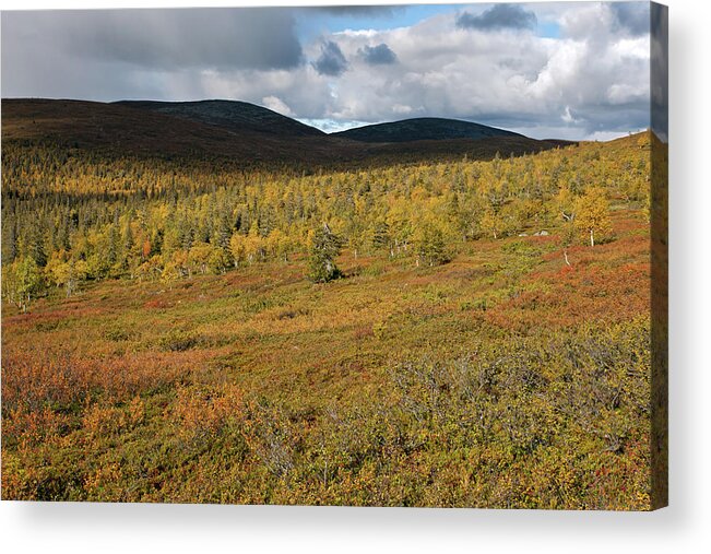 Rihmakuru Acrylic Print featuring the photograph Fall Colors in Tundra by Aivar Mikko