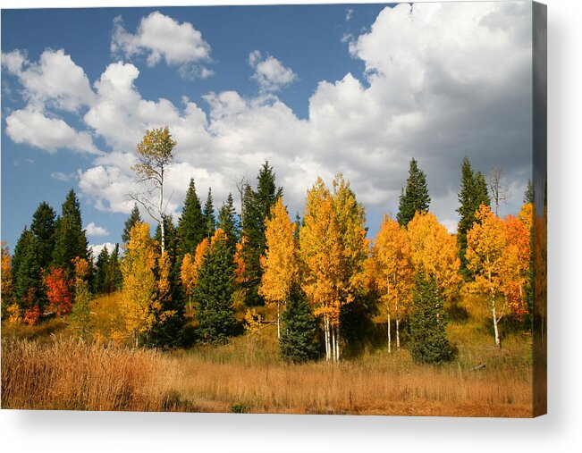 Autumn Acrylic Print featuring the photograph Fall Colors by Mark Smith
