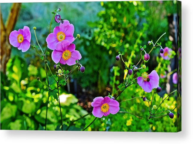 Anemone Acrylic Print featuring the photograph Fall Gardens September Charm Anemone by Janis Senungetuk