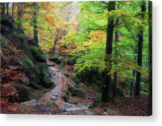 Forest Acrylic Print featuring the photograph Fall in Karkonosze Mountains Forest in Poland by Artur Bogacki