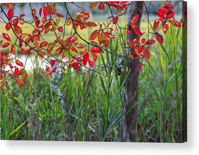 Terry D Photography Acrylic Print featuring the photograph Fall Is Upon Us by Terry DeLuco