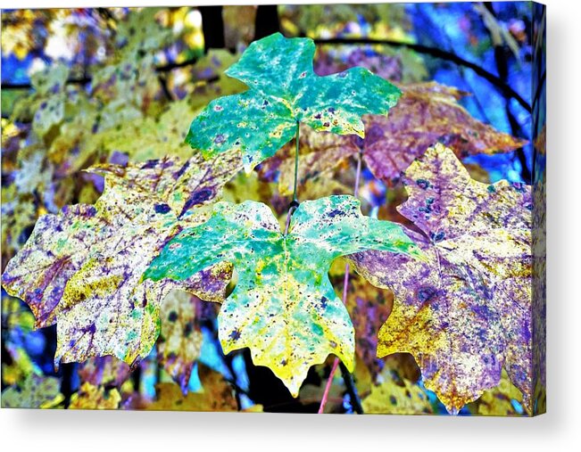 Foliage Acrylic Print featuring the photograph Fall Leaves by Merle Grenz