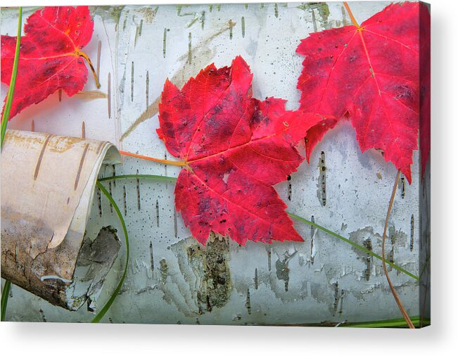 Maple Leaves Acrylic Print featuring the photograph Fall Leaves on Birch by Nancy Dunivin
