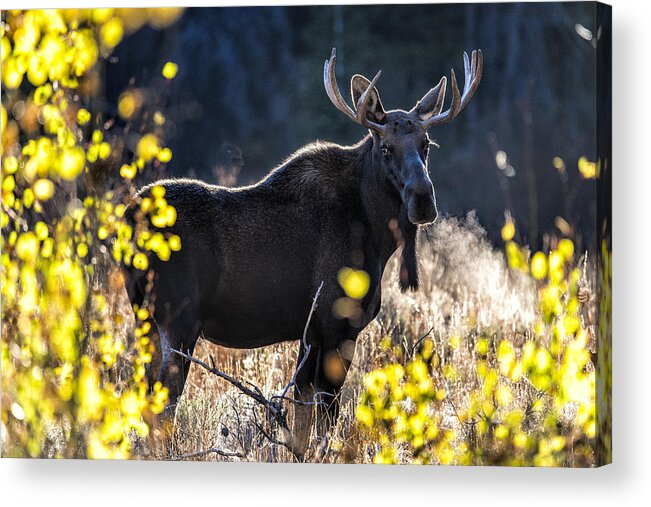 Moose Acrylic Print featuring the photograph Fall Moose by Michael Ash