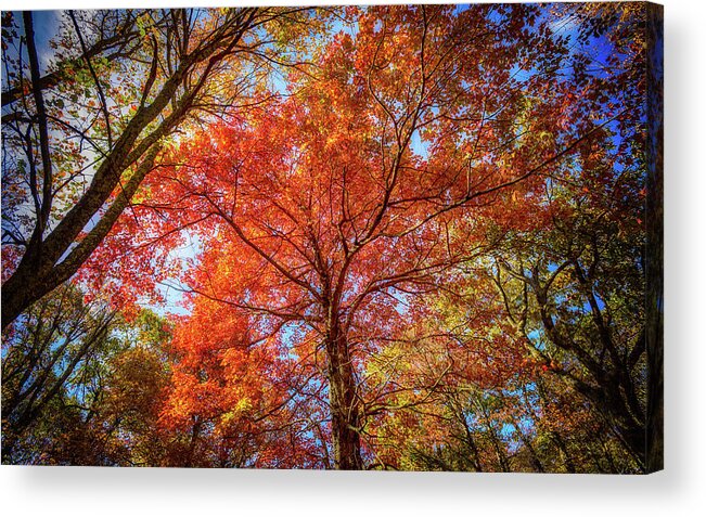 Landscape Acrylic Print featuring the photograph Fall Red by Joe Shrader