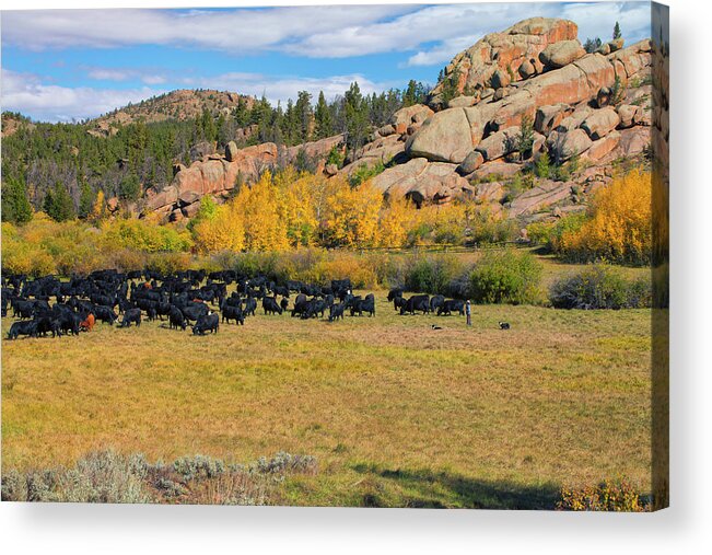 Wyoming Acrylic Print featuring the photograph Fall Roundup by Nancy Dunivin