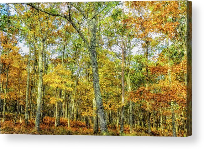 Landscape Acrylic Print featuring the photograph Fall Yellow by Joe Shrader
