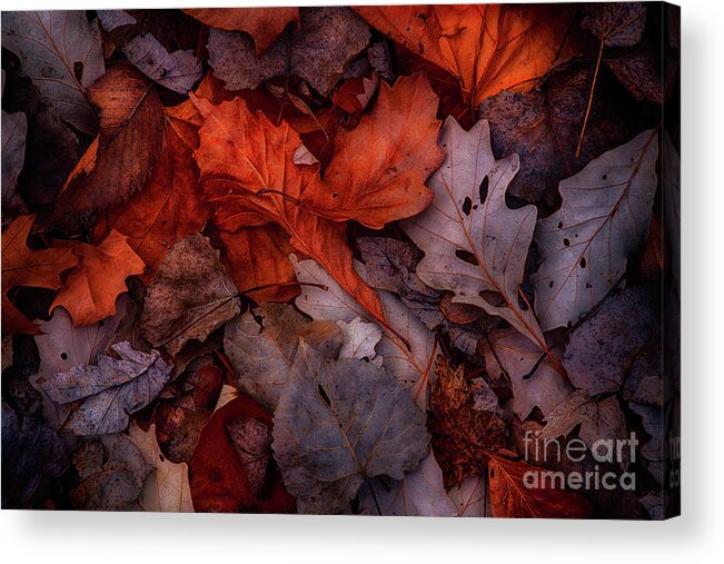 Clinton River Park Acrylic Print featuring the photograph Fallen Forest Leaves LE10062 by Mark Graf