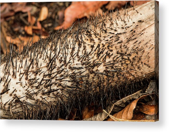 Costa Rica Acrylic Print featuring the photograph Fallen Prickly Tree by Garry Loss