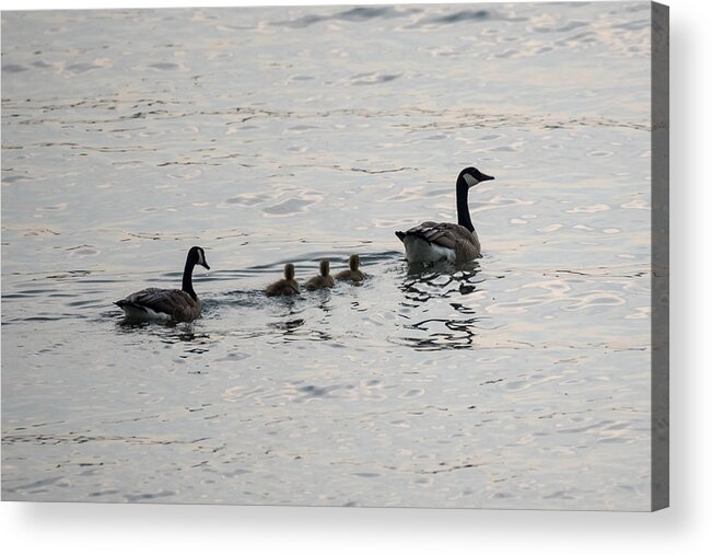 Goose Acrylic Print featuring the photograph Family of Canada Geese on the Ohio River by Holden The Moment