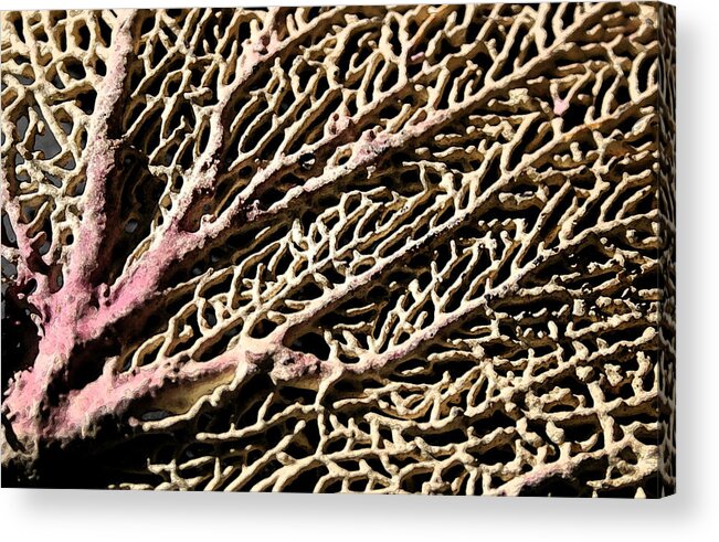 Coral Acrylic Print featuring the photograph Fan Coral by Mary Haber