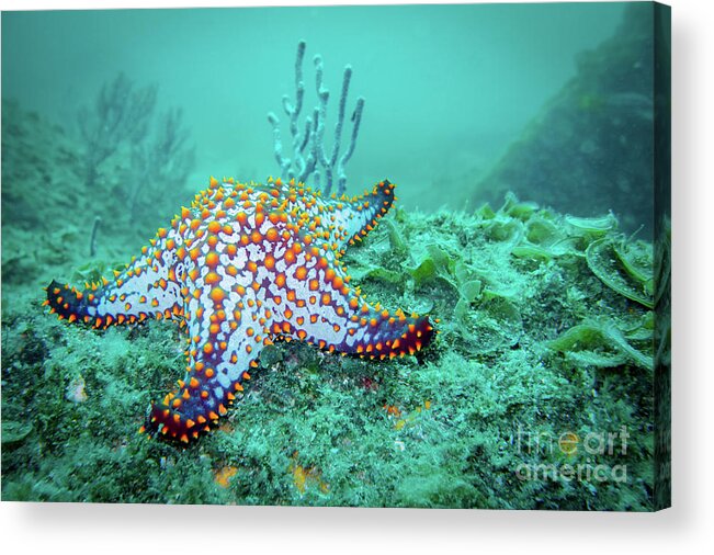 Coral Reef Acrylic Print featuring the photograph Fat Sea Star by Becqi Sherman