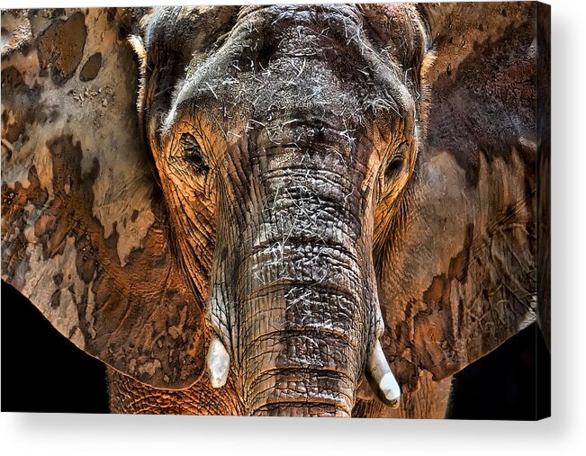 Elephant Acrylic Print featuring the photograph Fearless by Janet Fikar