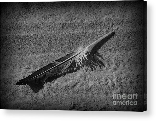 Paul Ward Acrylic Print featuring the photograph Feather on the Sand by Paul Ward