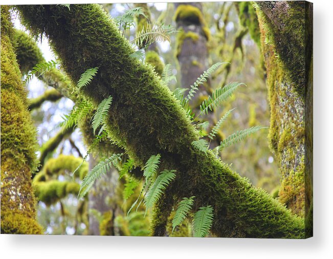 Moss Acrylic Print featuring the photograph Feathered Moss by Tammy Pool