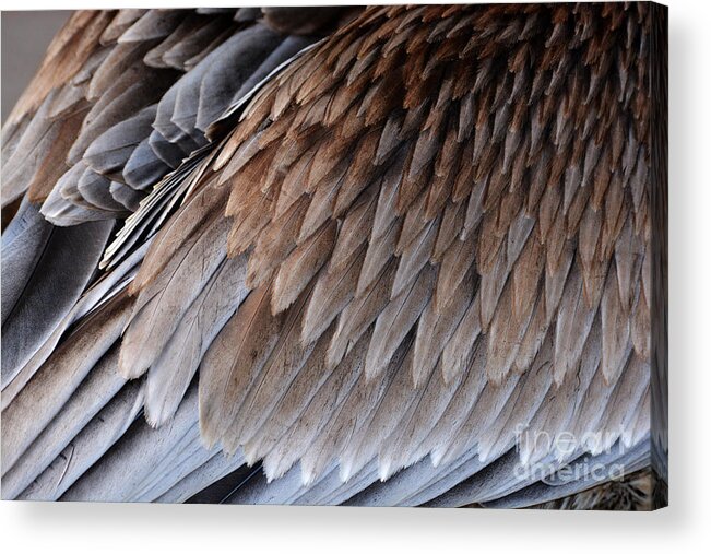 Feathers Acrylic Print featuring the photograph Feathers Cascade by Lorenzo Cassina