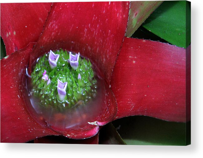 Bromilliad Plant Personality Coblitz Chick Chicks Chickadees Flower Bud Blossom Red Green Water Bird Birds Acrylic Print featuring the photograph Feed me by David Coblitz