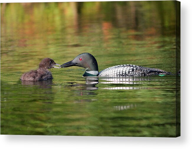 Loon Acrylic Print featuring the photograph Feeding Time by Brook Burling