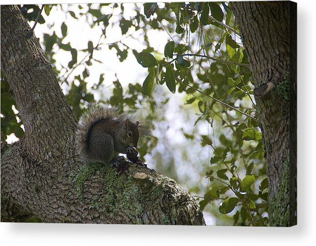 Squirrel Acrylic Print featuring the photograph Feeding Time by Ralph Jones