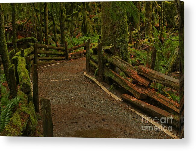Cathedral Grove Acrylic Print featuring the photograph Fence Through The Forest by Adam Jewell