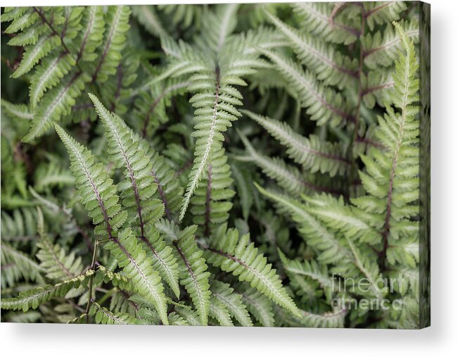 Fern Acrylic Print featuring the photograph Fern by Eva Lechner