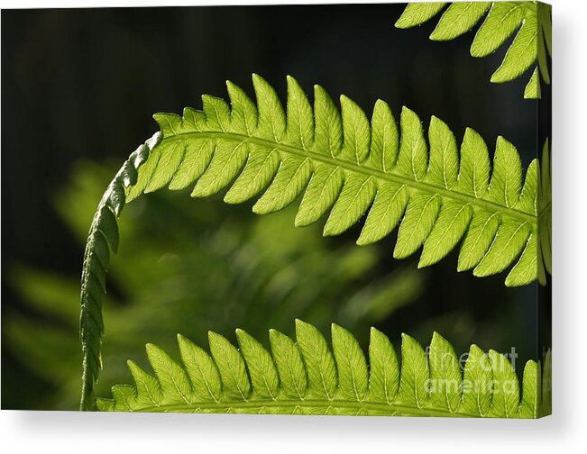 Garden Photo Acrylic Print featuring the photograph Fern by Steve Augustin