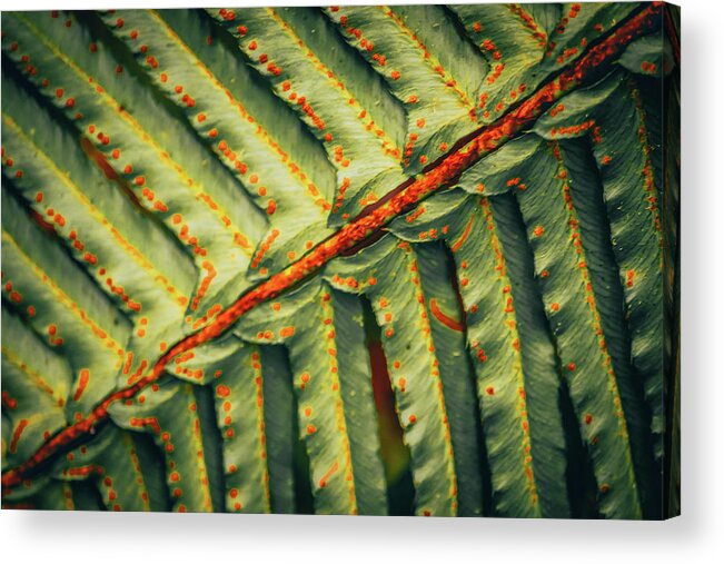 Fern Acrylic Print featuring the photograph Fern Up Close by Bonnie Bruno