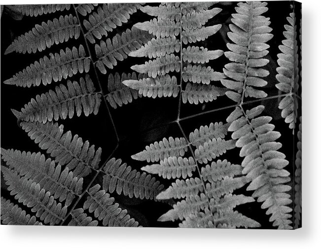 Fern Acrylic Print featuring the photograph Ferns by Alana Ranney