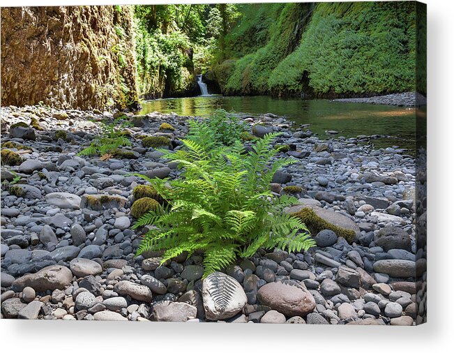 Waterfall Acrylic Print featuring the photograph Ferns along Banks of Eagle Creek by David Gn
