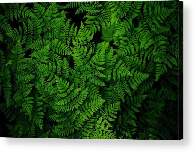 Ferns Galore Acrylic Print featuring the photograph Ferns galore by Lynn Hopwood