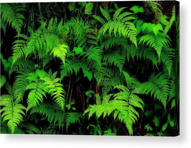 Wild Fern Acrylic Print featuring the photograph Ferns On The Wall by Mike Eingle