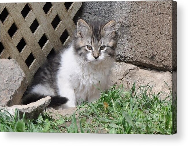 Cats Acrylic Print featuring the photograph Ferocia Grumpy by Reb Frost