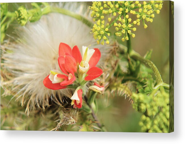 Wild Flowers Acrylic Print featuring the photograph Fibers of Life by Lori Mellen-Pagliaro