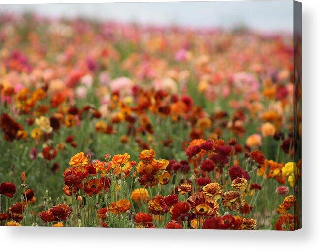 Honey Brown Ranunculus Acrylic Print featuring the photograph Field of Burnt Orange and Honey Ranunculus by Colleen Cornelius