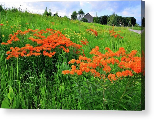 Glacial Park Acrylic Print featuring the photograph Field of Butterfly Milkweed in Glacial Park by Ray Mathis