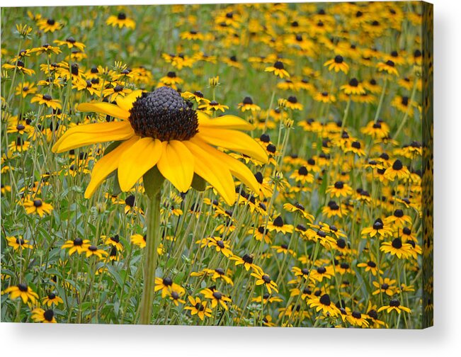 Coneflowers Acrylic Print featuring the photograph Field of Coneflowers by Sandi OReilly