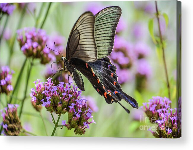 Butterfly Acrylic Print featuring the photograph Field of Dreams by Lisa Kilby
