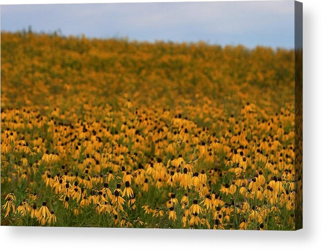 Gray Headed Coneflower Acrylic Print featuring the photograph Field of Flowers by Cheryl Day