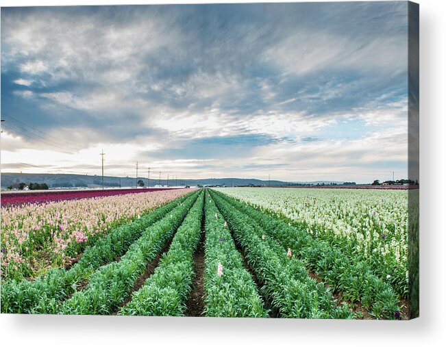Flowers Acrylic Print featuring the photograph Field of Flowers by Paul Johnson
