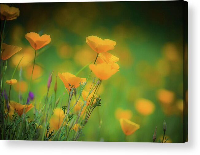 Poppies Acrylic Print featuring the photograph Field of Poppies by Steph Gabler