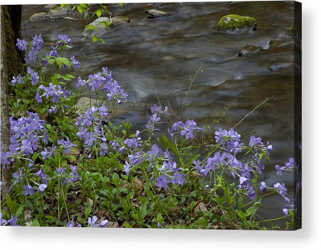 Smokies Acrylic Print featuring the photograph Field of Purple 3206 by Peter Skiba