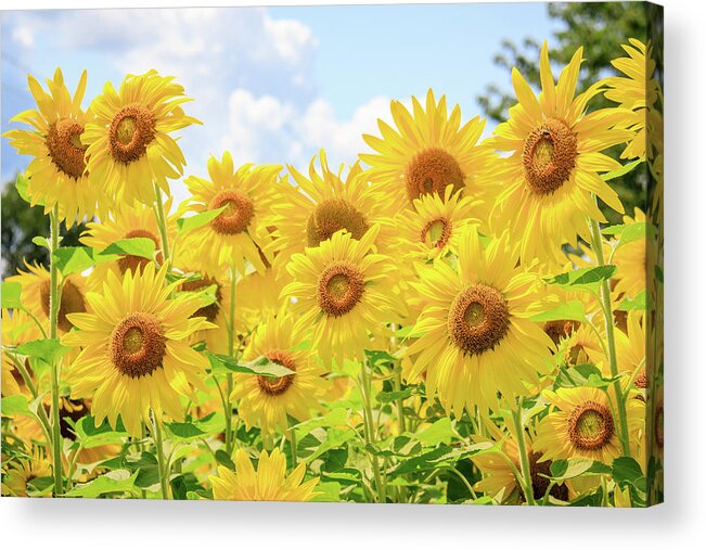 Dupage County Acrylic Print featuring the photograph Field of Sunflower Sunshine by Joni Eskridge