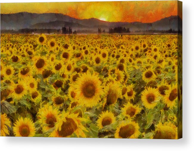 Sunflower Acrylic Print featuring the photograph Field of Sunflowers by Mark Kiver