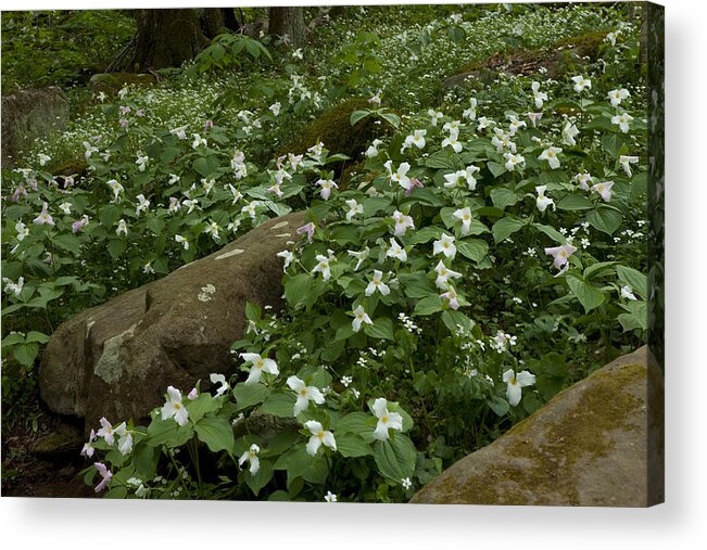 Wildflowers Acrylic Print featuring the photograph Field of Trillium 2841 by Peter Skiba