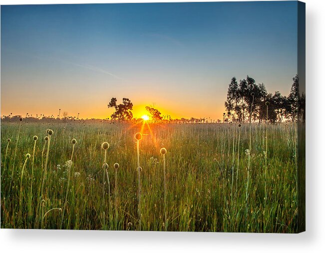 Matong State Forest Acrylic Print featuring the photograph Fields Of Gold by Az Jackson