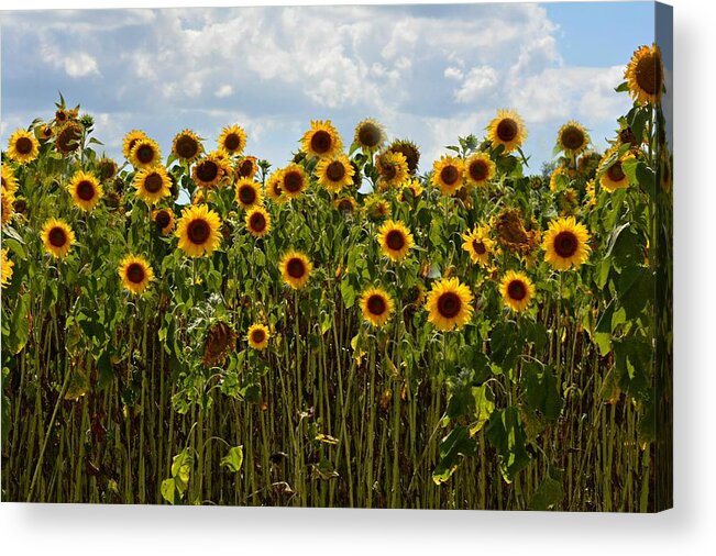 Sunflower Acrylic Print featuring the photograph Fields of Gold by Carolyn Mickulas